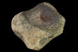 Fossil Hadrosaur Phalange - Alberta (Disposition #-) #143284-1